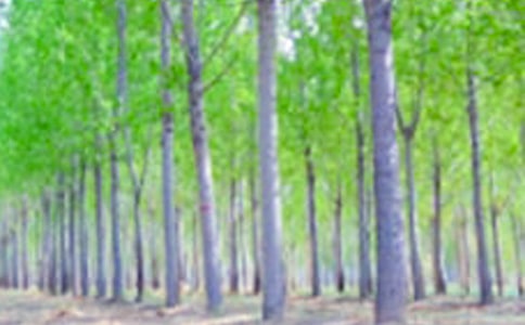 ����������꼶�̰�