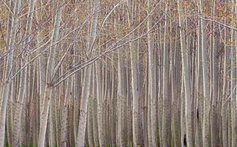 Сѧ���꼶���İ���̰�