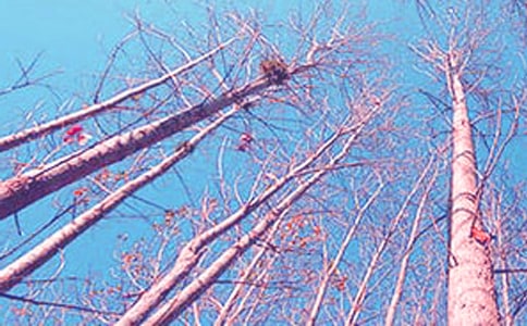 ���������з���