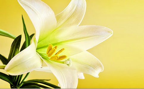 纸花百合花的折法图解