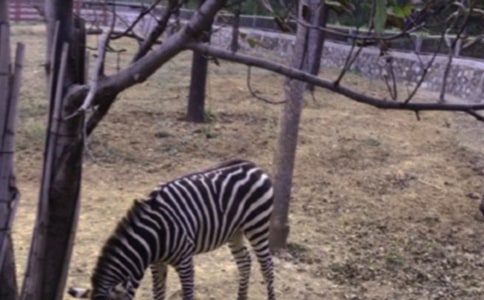 �������ð���������