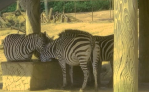 ������600���ռ�