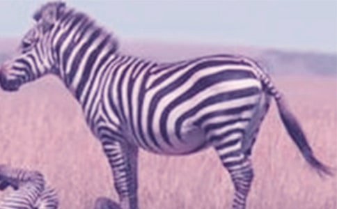 ���ð���������15ƪ(����)