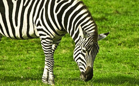 �������ߡ�����̰�