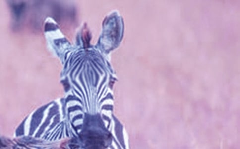 С�లȫ�̰������߽̰�