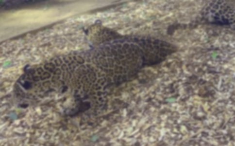 ������������ɽ�ı��ӡ������