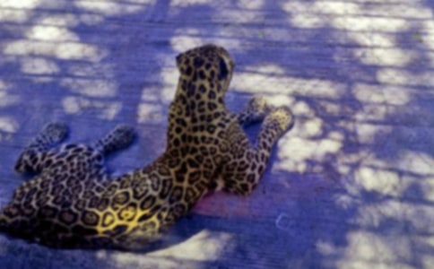 ���ӵ��������ģ���ѡ29ƪ��