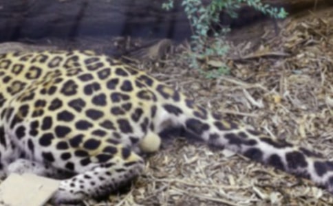 С���ӵĺ��������200��