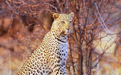 ���ӵĽ��ͼ����