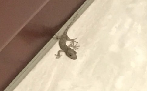 �ڻ���β������