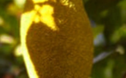 �������Ķ���