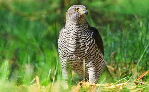 ��ӥ����400��5ƪ