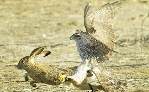 �¶��Ĳ�ӥ��ɢ��