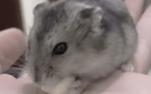 �ҵĲ������ġ����13ƪ��