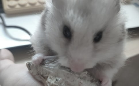 �Ұ�С��������