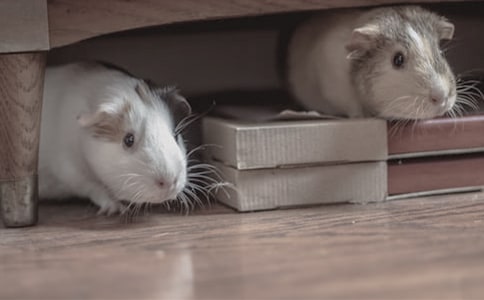 �ɰ���С��������15ƪ����Ʒ��