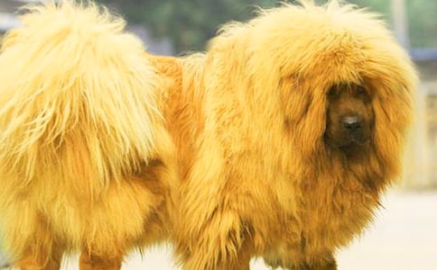 ��������ɻ꡷�из��ģ�ͨ��21ƪ��