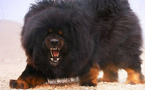 ��ʯϪ����ɻ�����