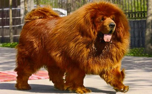 ����ɻ�����