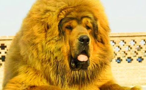 ����ɻ�����2017