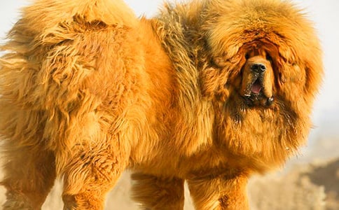 �ҼҵĲ�������