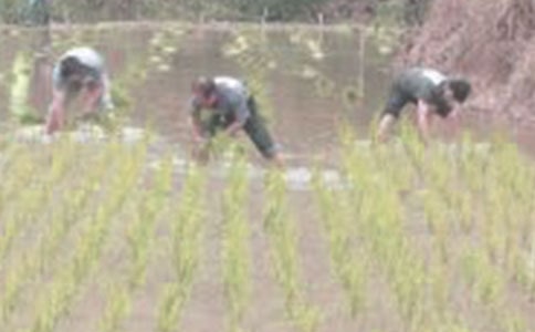 ��д������ʫ