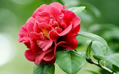 (��ѡ)ɽ�軨����