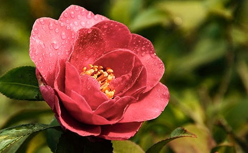 �����軨���������ӡ�ͨ�á�