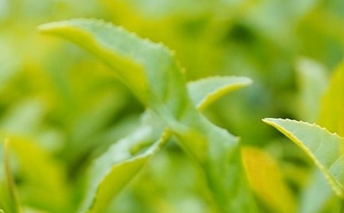 �ɲ�Ҷ����(��ѡ)