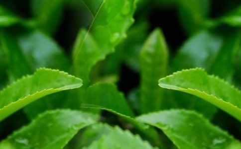 ժ��Ҷ���Ľ�����3ƪ��