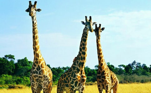 ����¹��Χ������