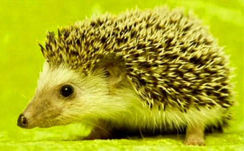 ����⬡���ѧ��˼����