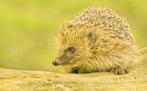 �а�������Ϸ�̰�����:���һ��