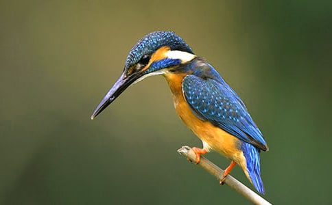 �²���ģ���������̰�