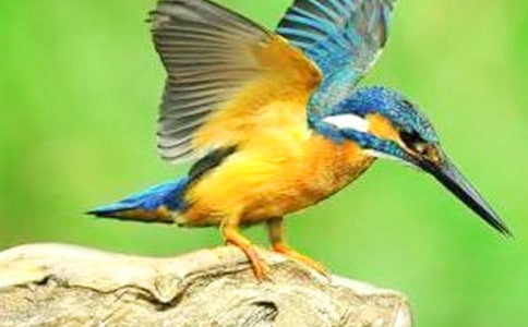 �����񡷽̰�����