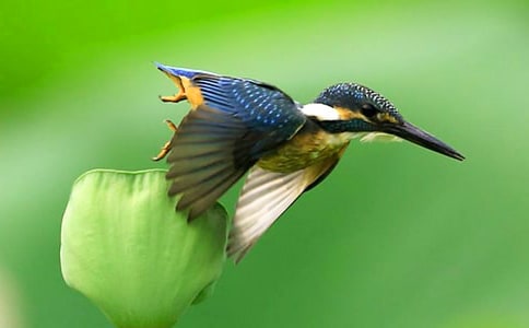 �˽̰�Сѧ���꼶�²����ġ����񡷴������