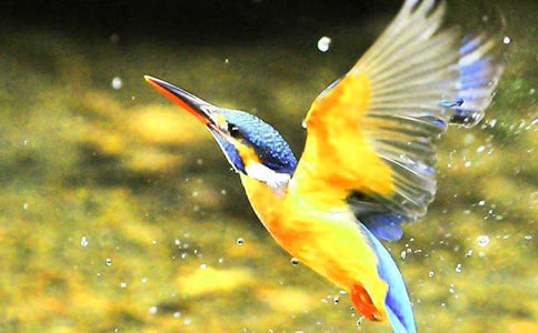 �����񡷽�ѧʵ¼����