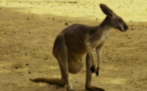 �μ�������ʲôԢ��