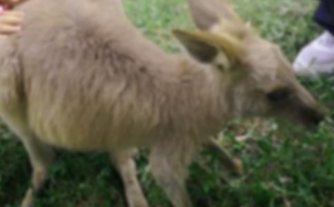 ��С���󻭹��ӡ��а���ѧ�������̰�