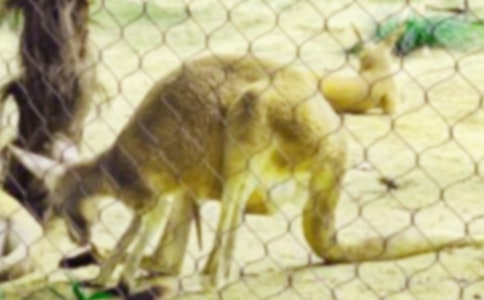 �¸�С���󻶻�����