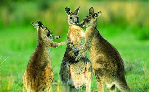 ���ִ���������(��)