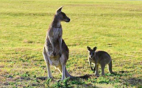 �����Ϸ�Ρ������භ���̰�