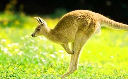 �����Ϸ�������̰�