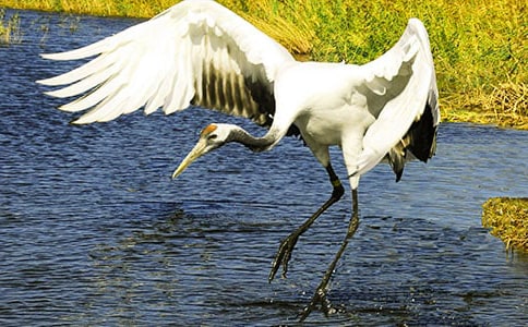 《美丽的丹顶鹤》教案设计