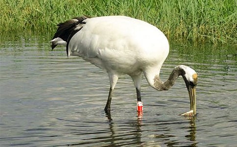 �γǵ����ױ���������