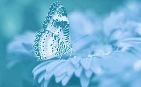 ��һ���еĶ�ֲ��̰��μ�