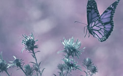 ����ҹ�Զ�ֲ���Ӱ�졷�̰�