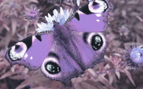 �۲춯ֲ���ռ�900�֣���ѡ5ƪ��