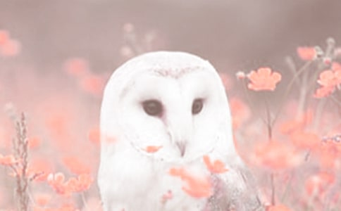 �۲춯ֲ���ռ���ƪ