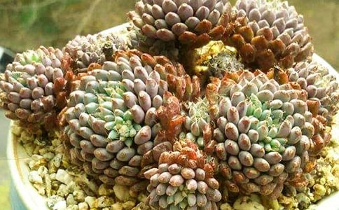 ��ǿ�Ķ�������